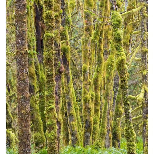 Wild, Jamie and Judy 아티스트의 Washington State-Central Cascades-Moss covered Red Alder forest작품입니다.